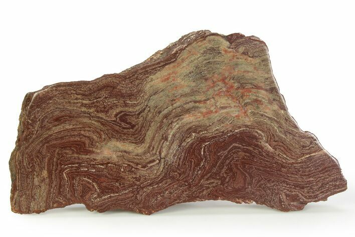 Polished, Neoproterozoic Stromatolite (Conophyton) - Morocco #350891
